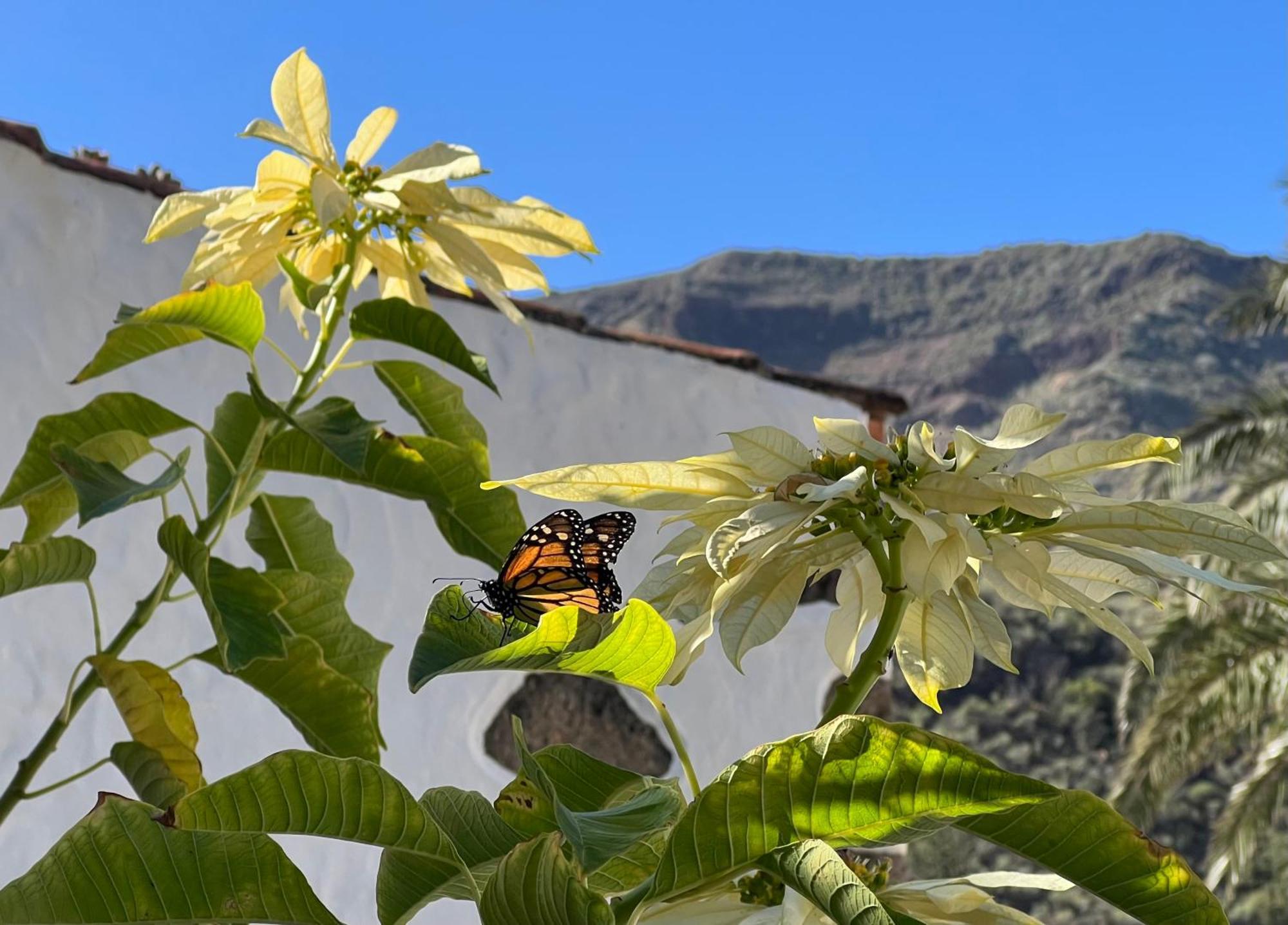 Finca Exclusiv La Mareta Agaete  Esterno foto
